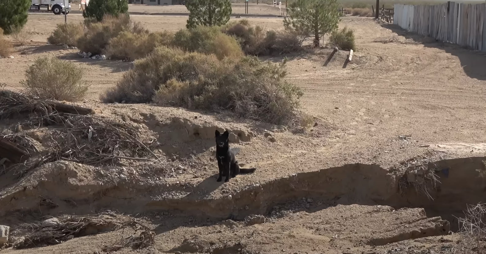 dog sitting on a dry land