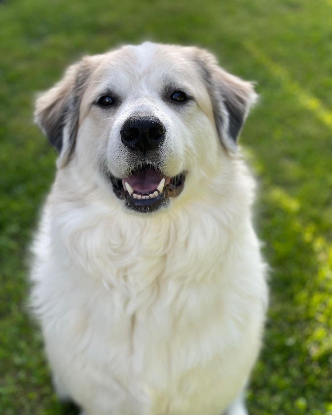 dog sitting on grass