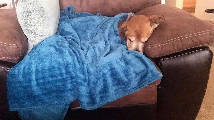 dog sleeping on a couch covered with blue blanket