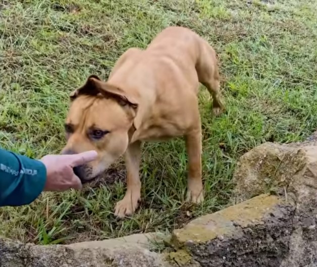 dog sniffing man's hand