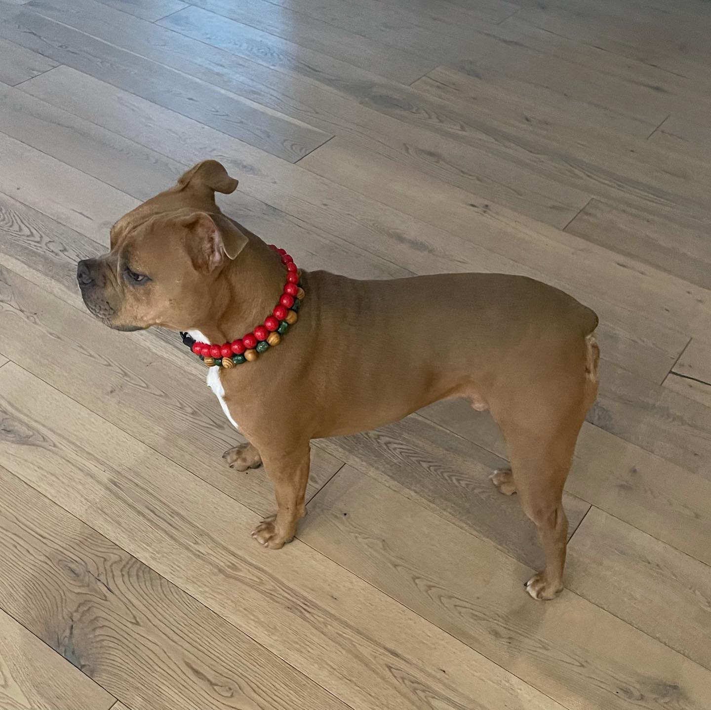 dog standing on the wooden floor