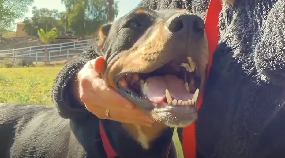 Perro parado afuera con su dueño