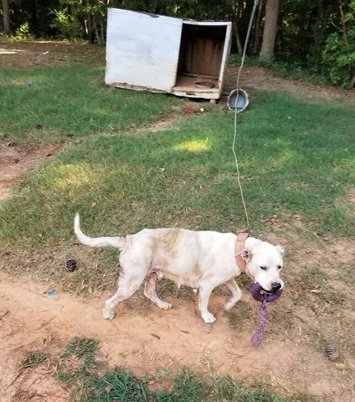 perro atado a un poste