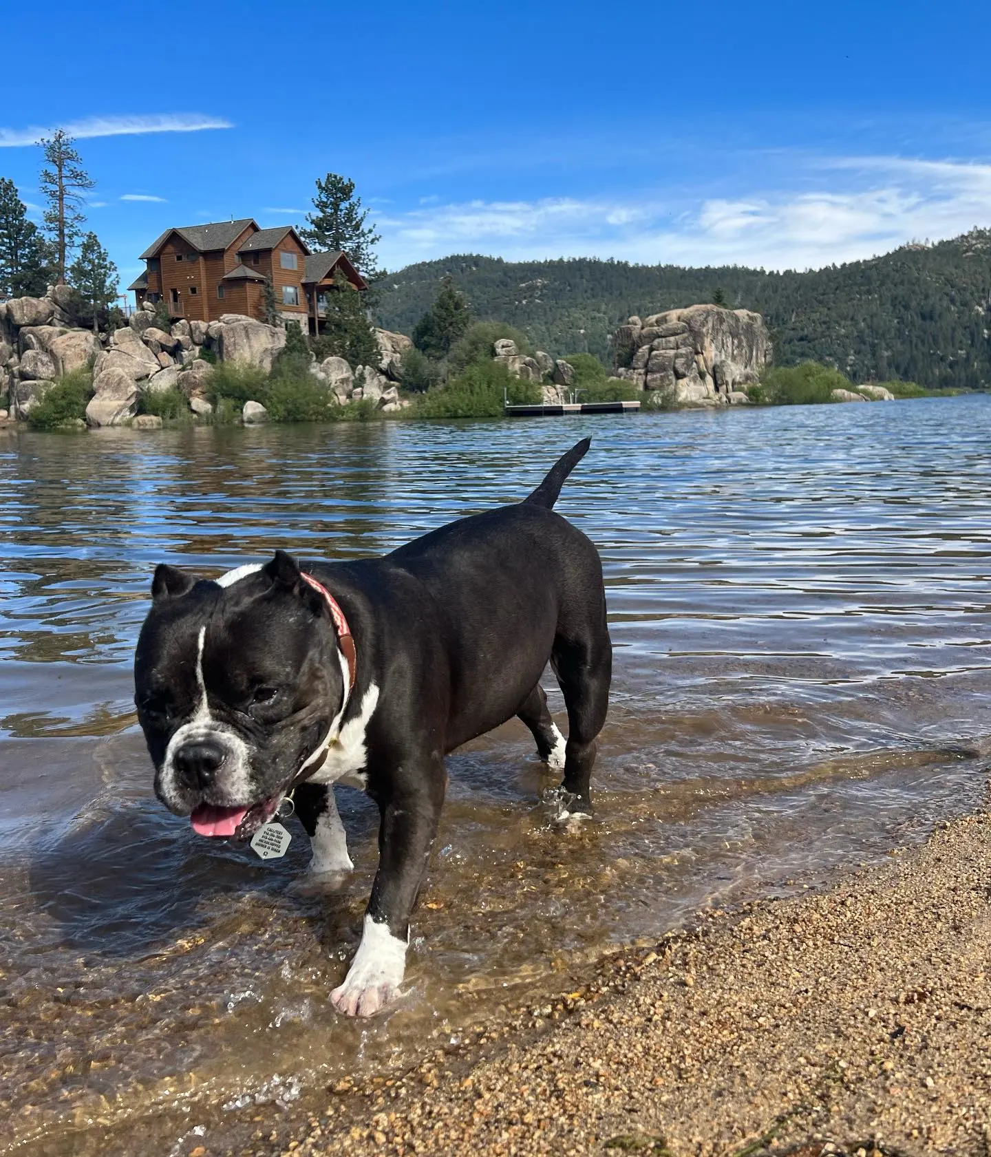 perro paseando en la plataforma de un lago