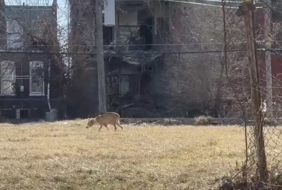 dog walking on the grass