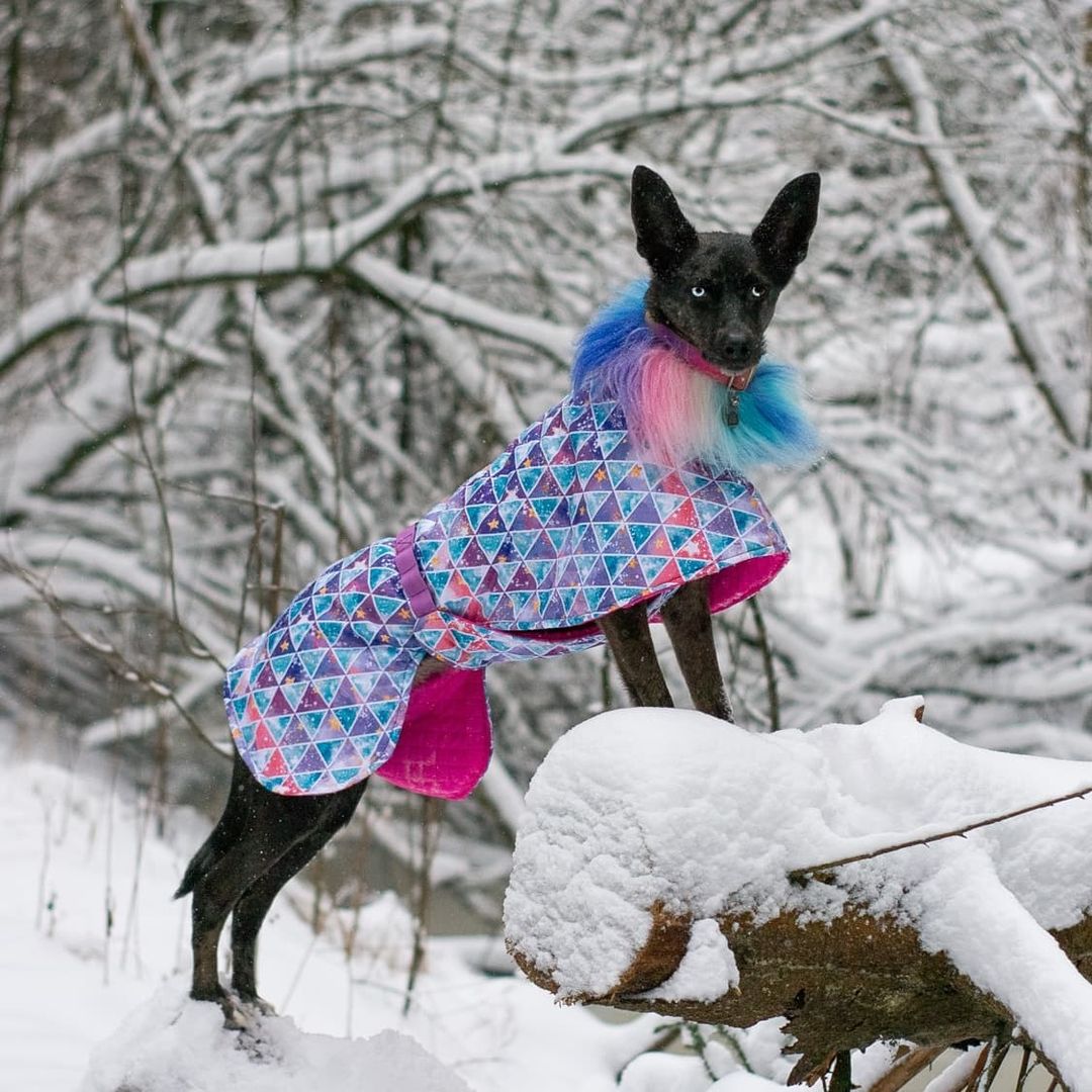 dog wearing a colorful cover standing in the snow