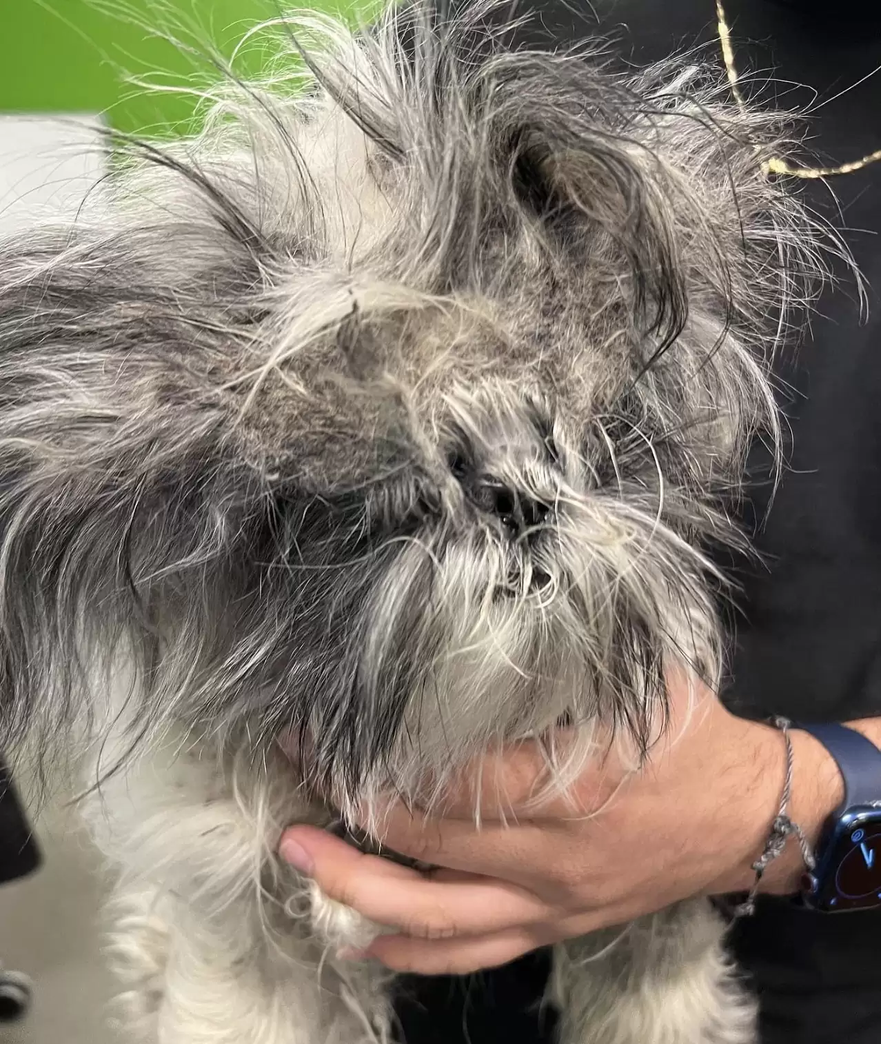 dog with funny hair