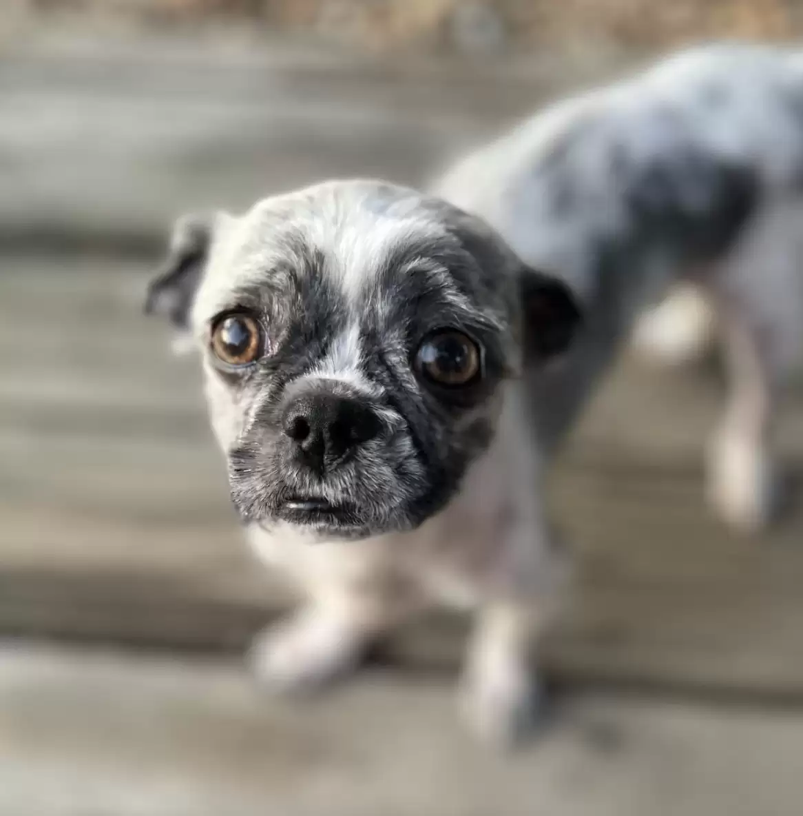 dog with haircut