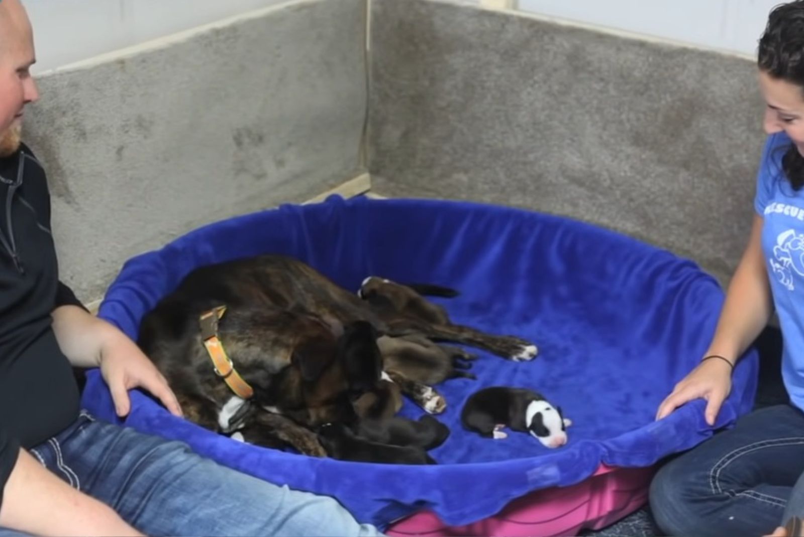 dog with her newborn puppies