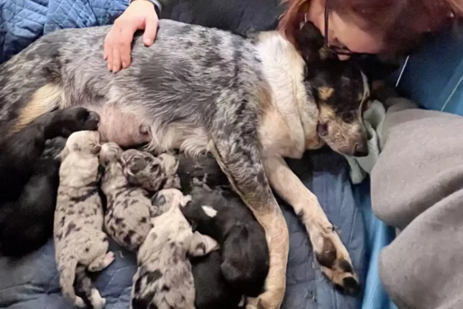perro con sus cachorros recién nacidos