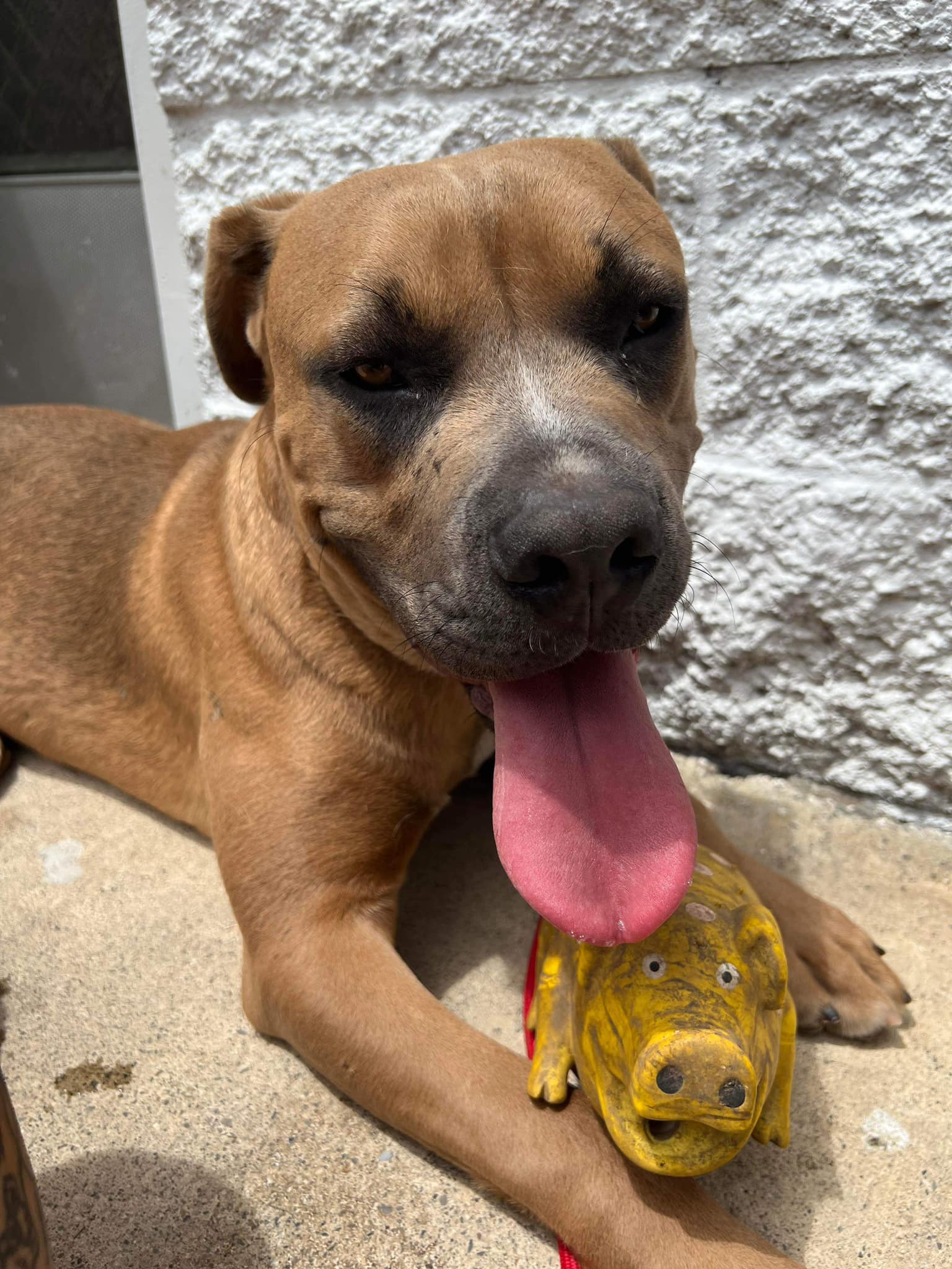 dog with his toy