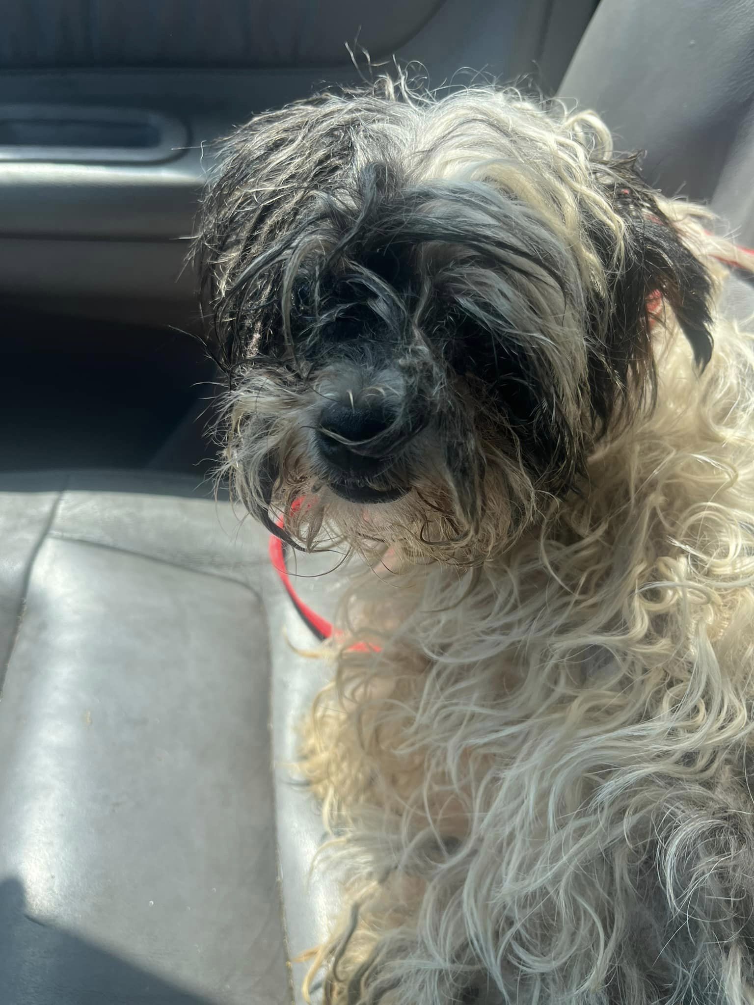 dog with long fur
