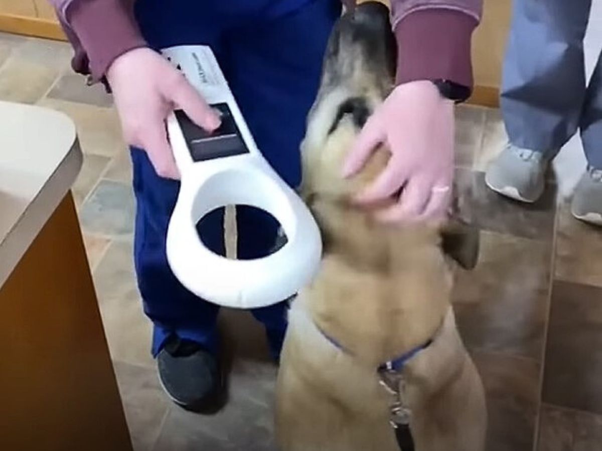 dog with owner
