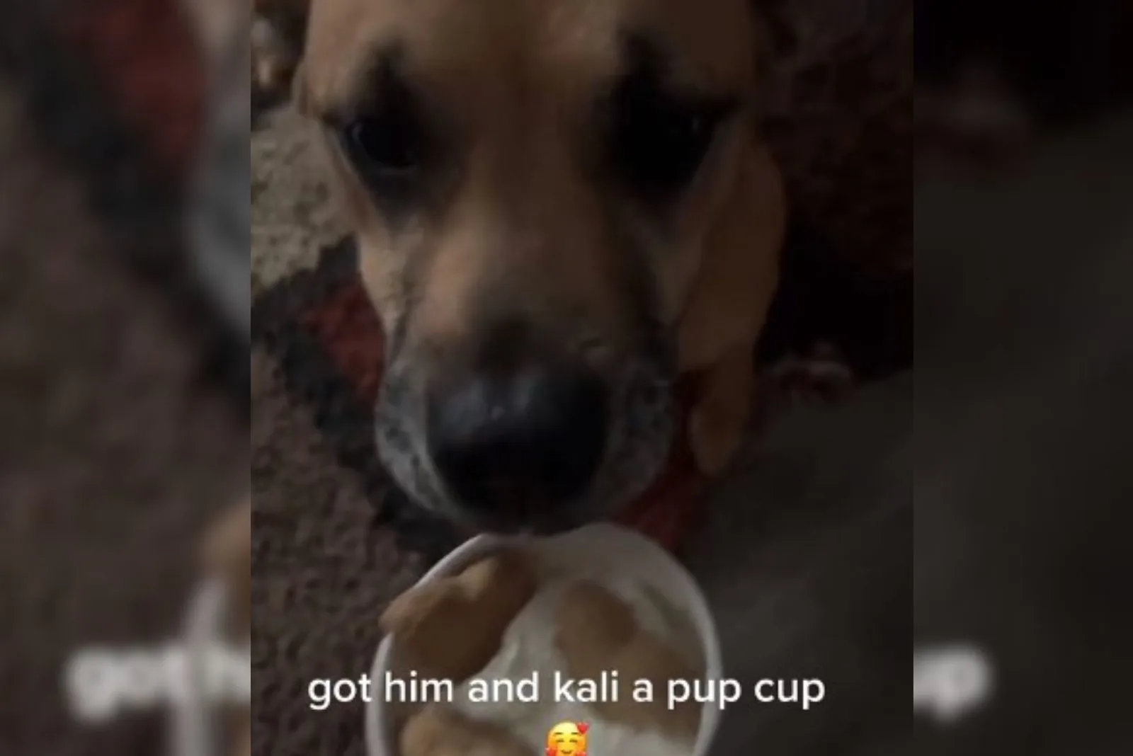 perro con copa de cachorro y kali