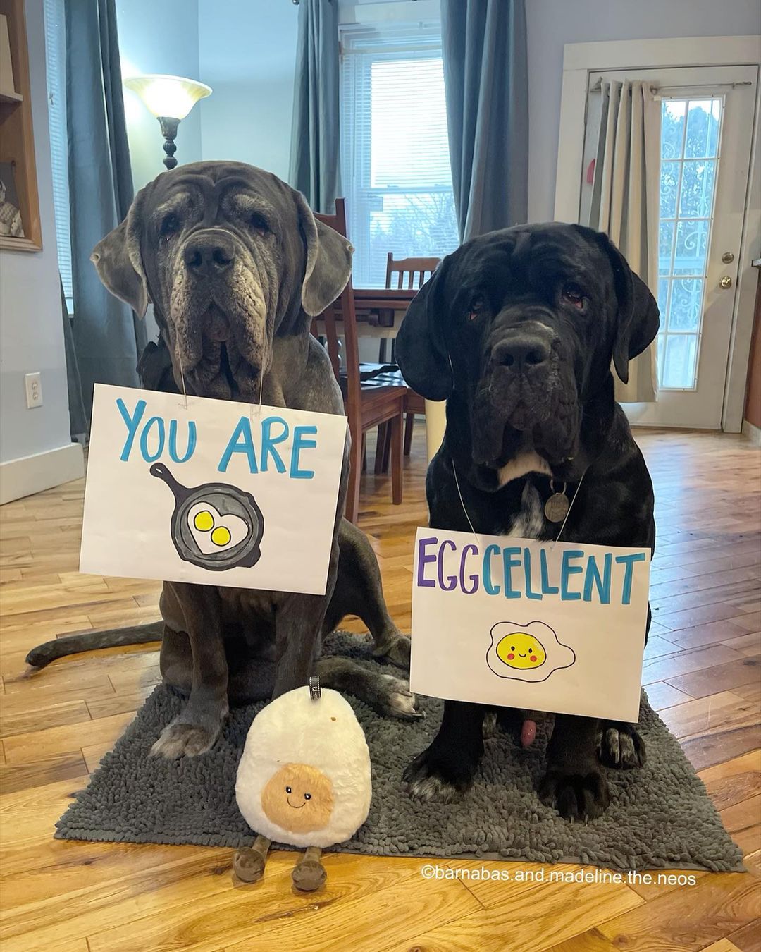 dog with signs about eggs