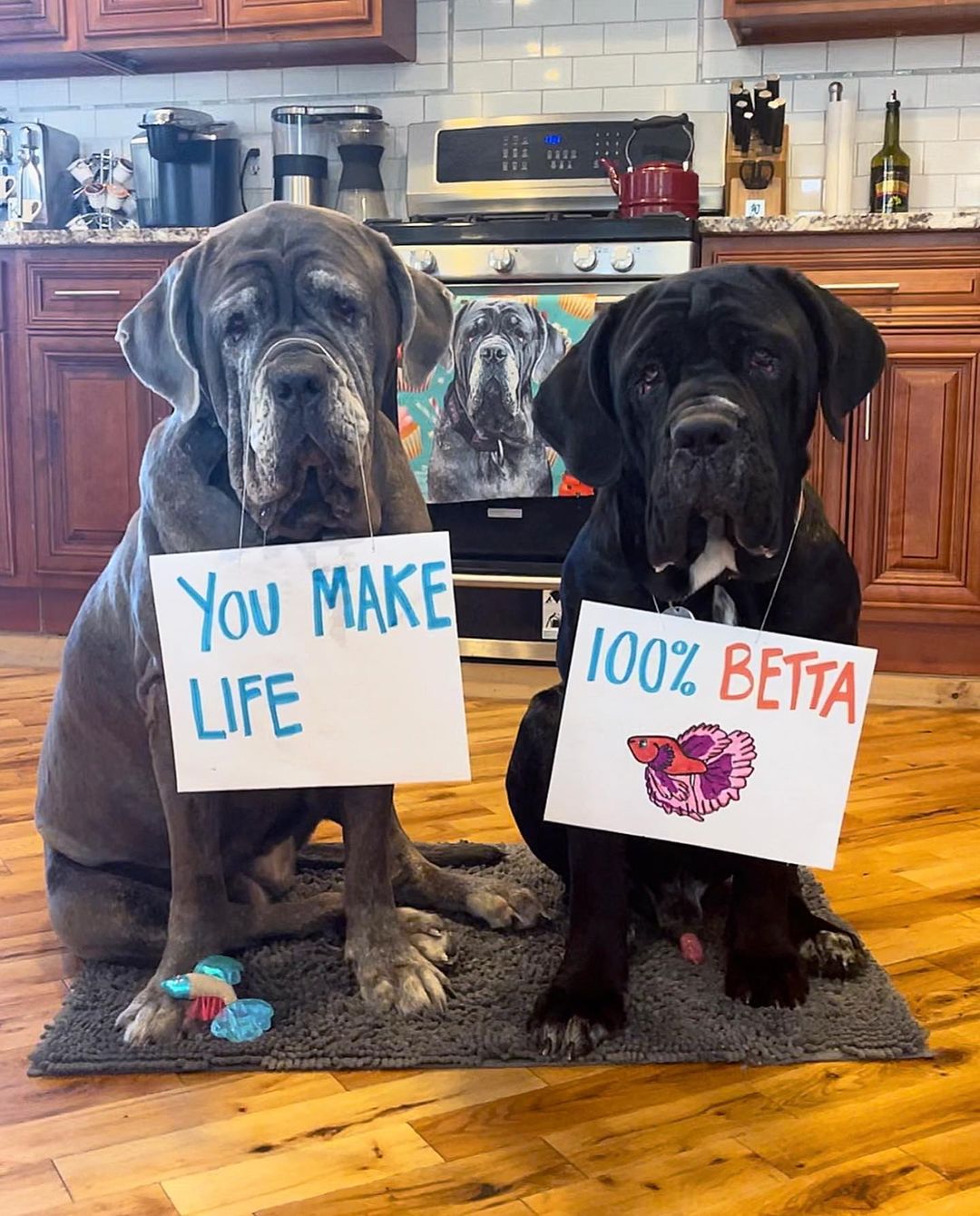 dog with signs and fish