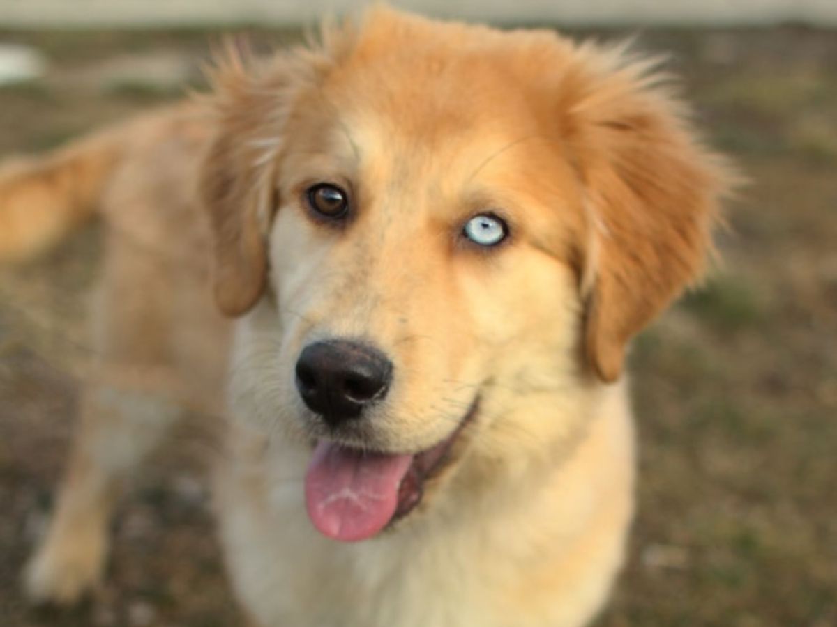 dog with two different eyes