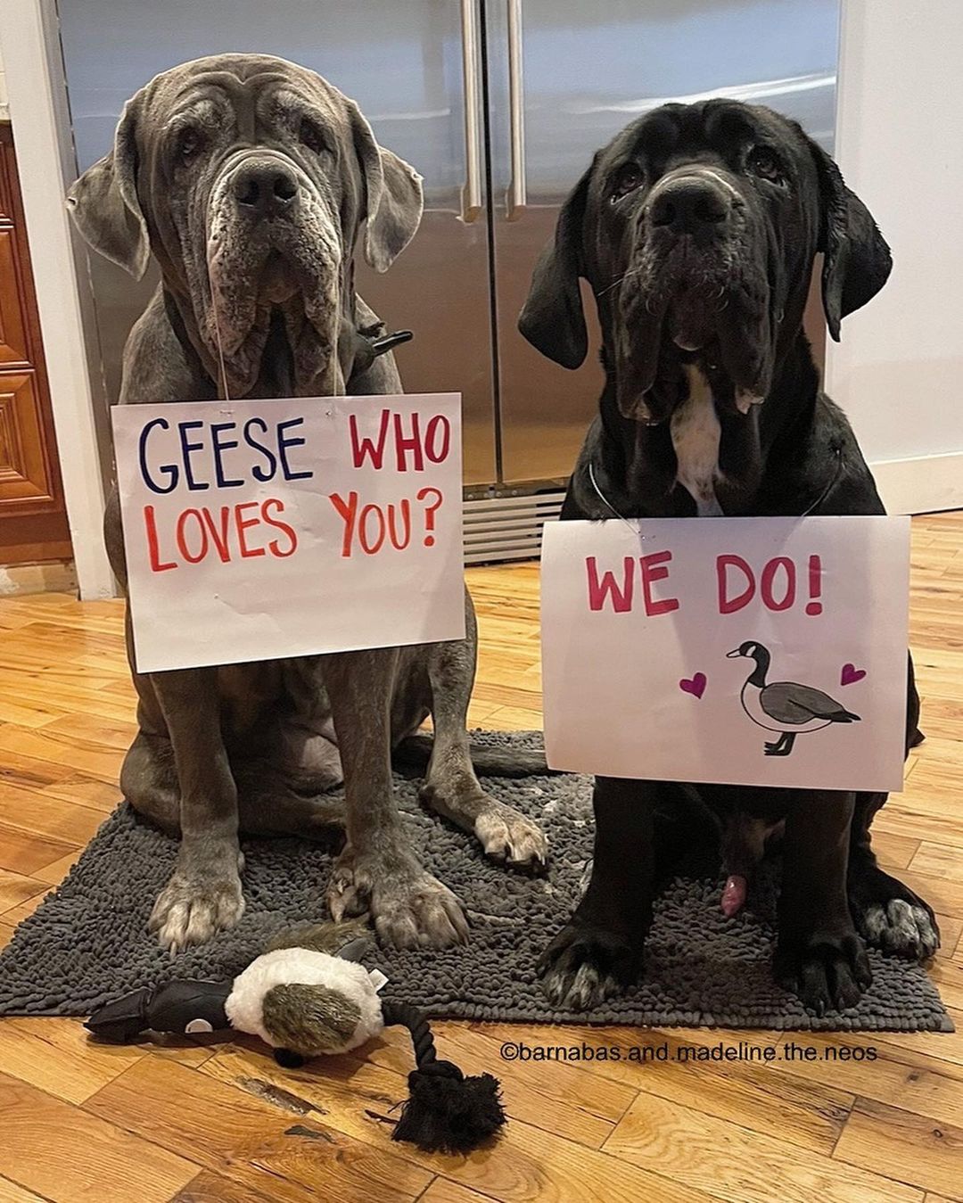 dog with two signs
