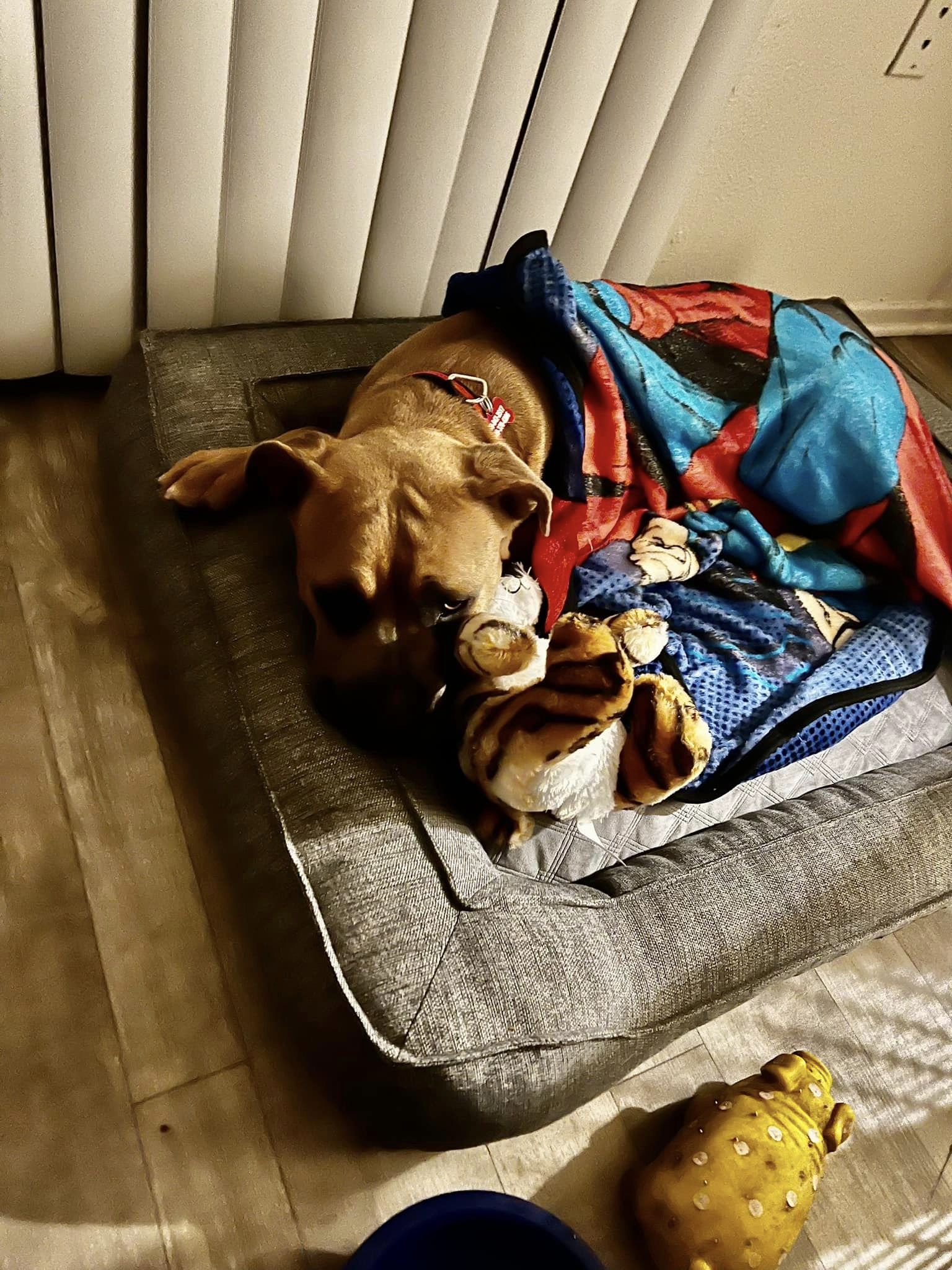 dog wrapped into blanket laying