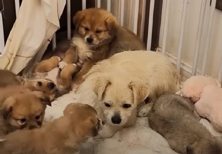 dogs on the bunch