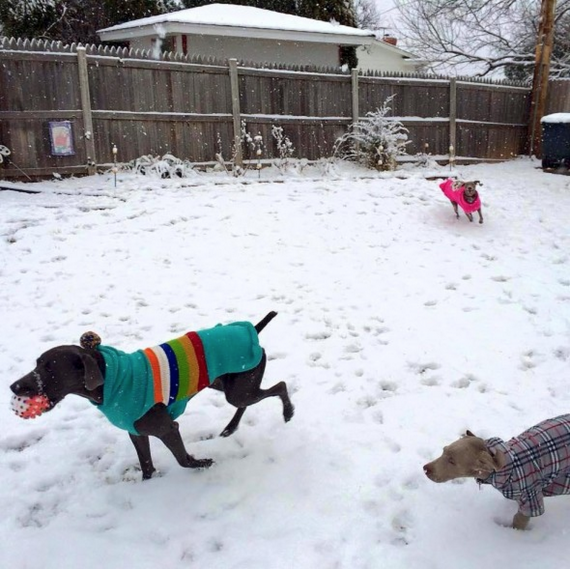 Los perros corren en la nieve y juegan.