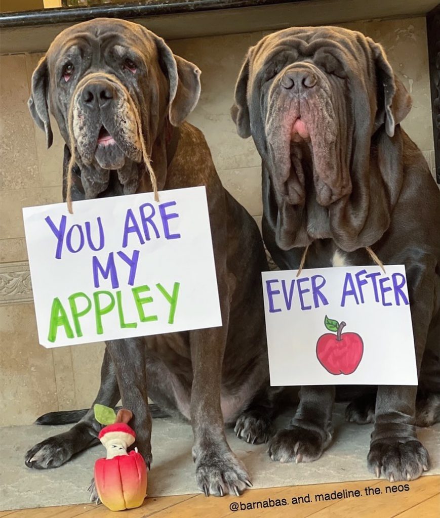 dogs with apple on a sign
