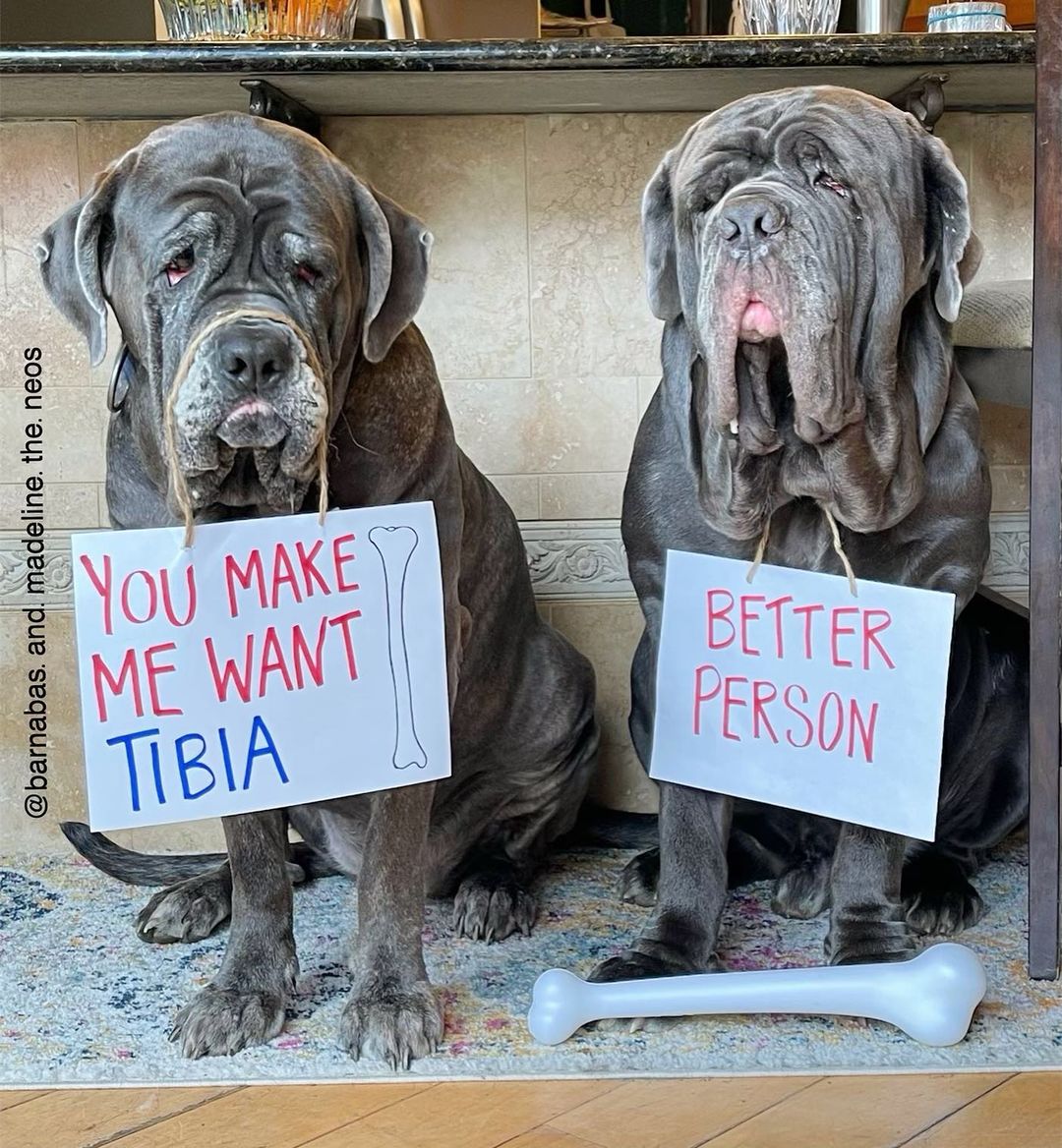 dogs with bone on sign