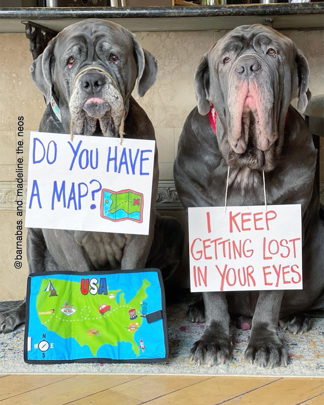 dogs with cute quotes on sings