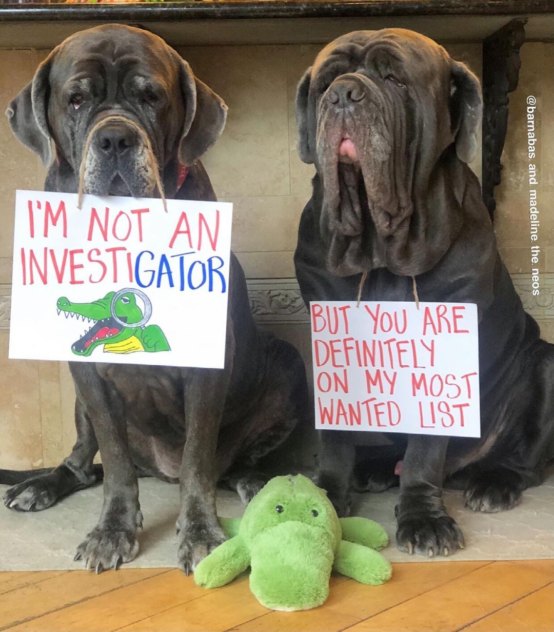 dogs with gator on a sign