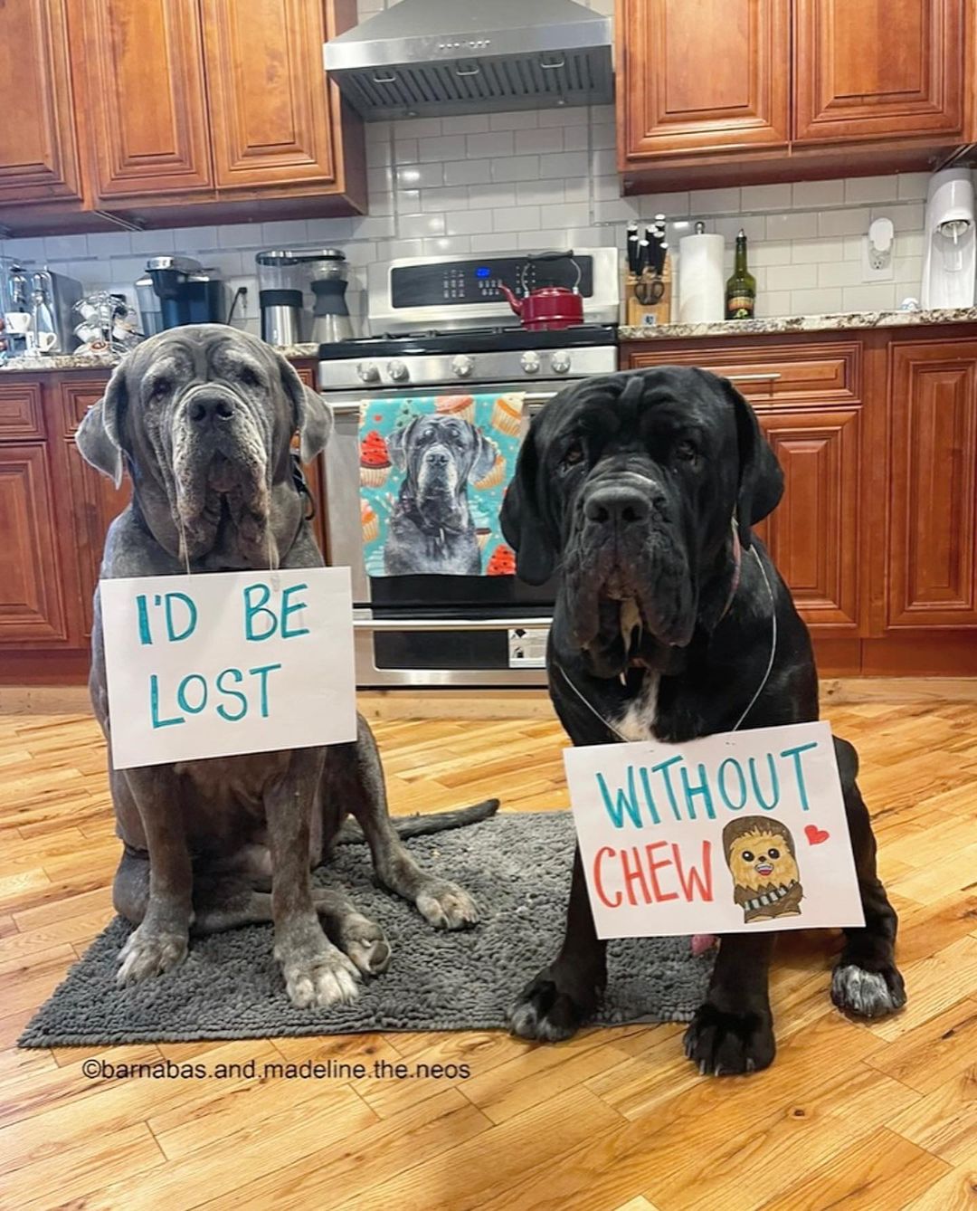 dogs with sign about Chewbacca
