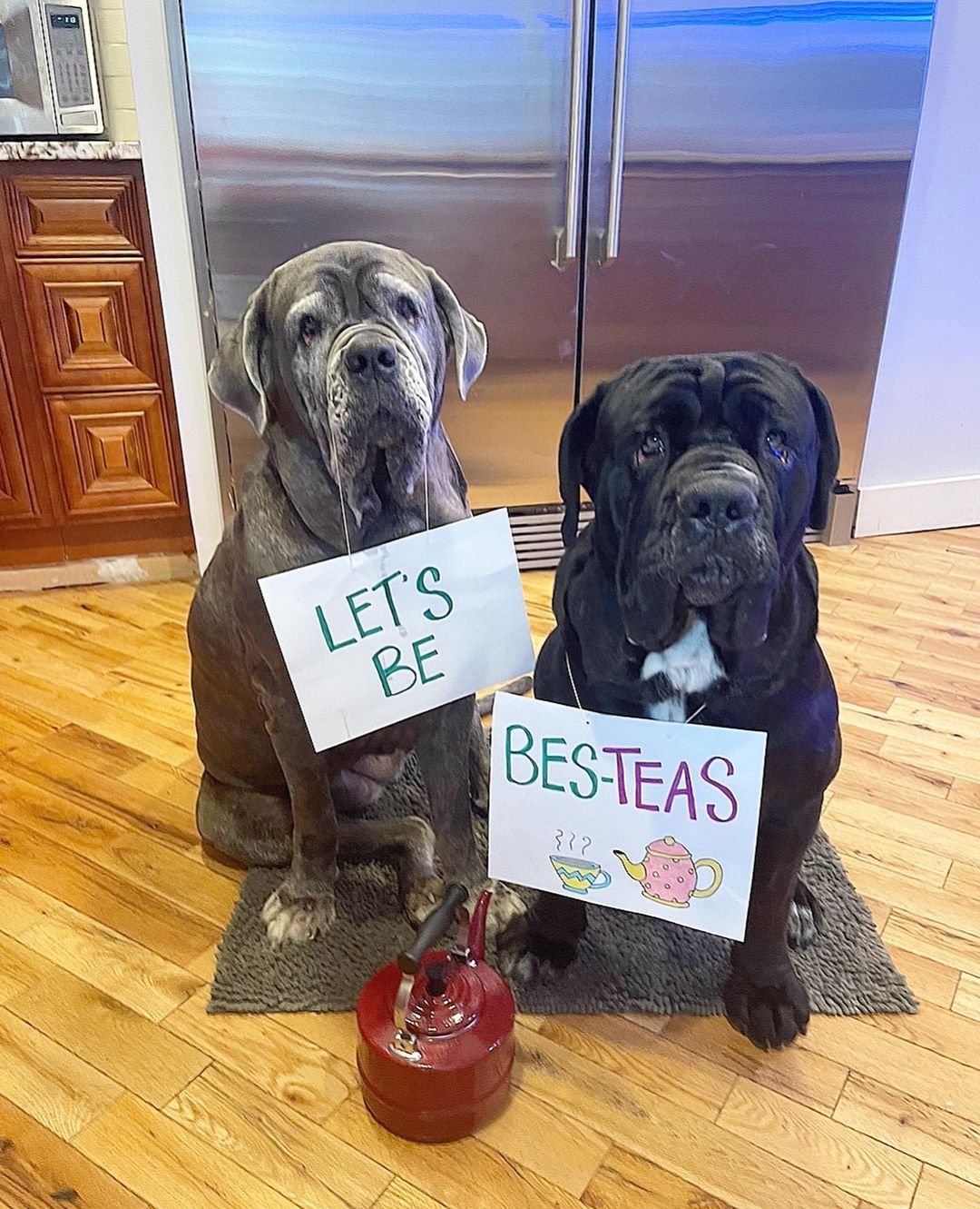 dogs with sign about tea