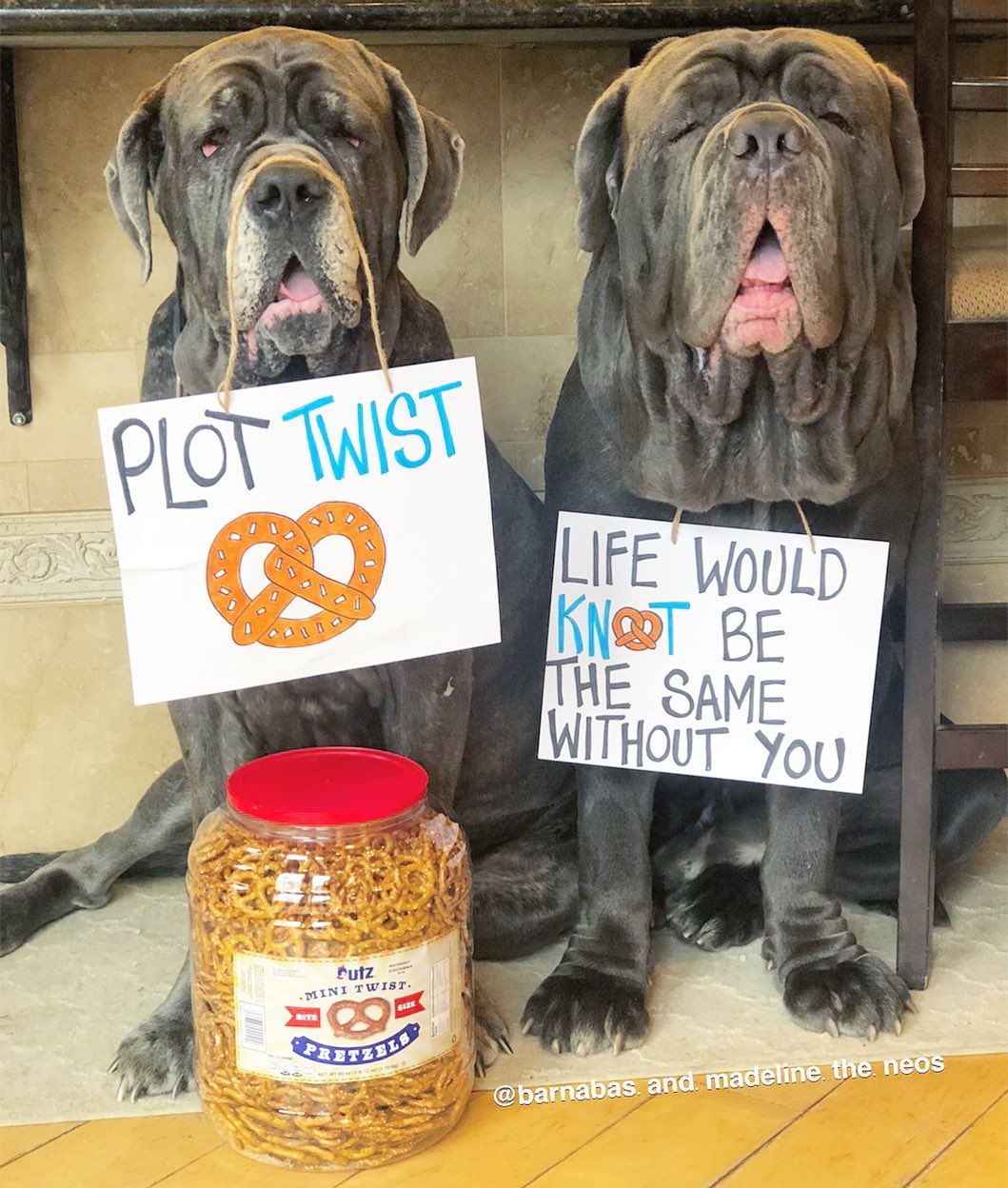 dogs with signs about fretzels