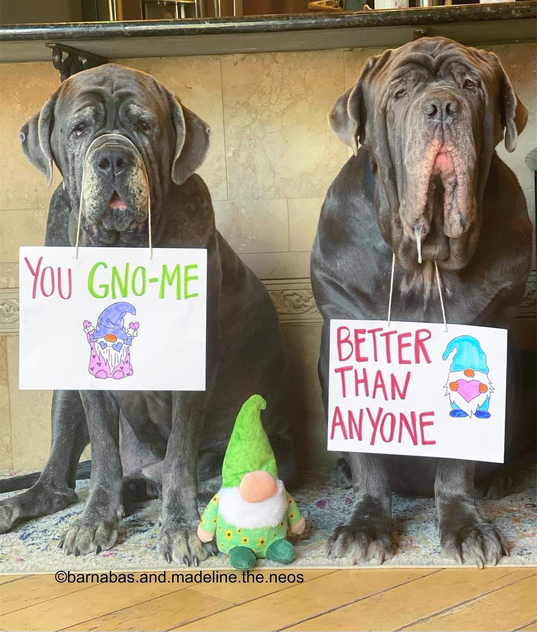 dogs with signs about gnoom