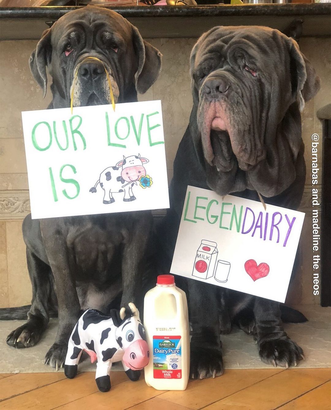 dogs with signs about milk