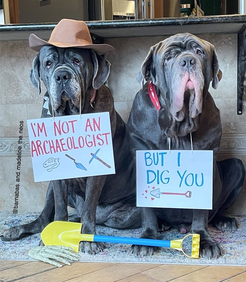 dogs with sings about archeology