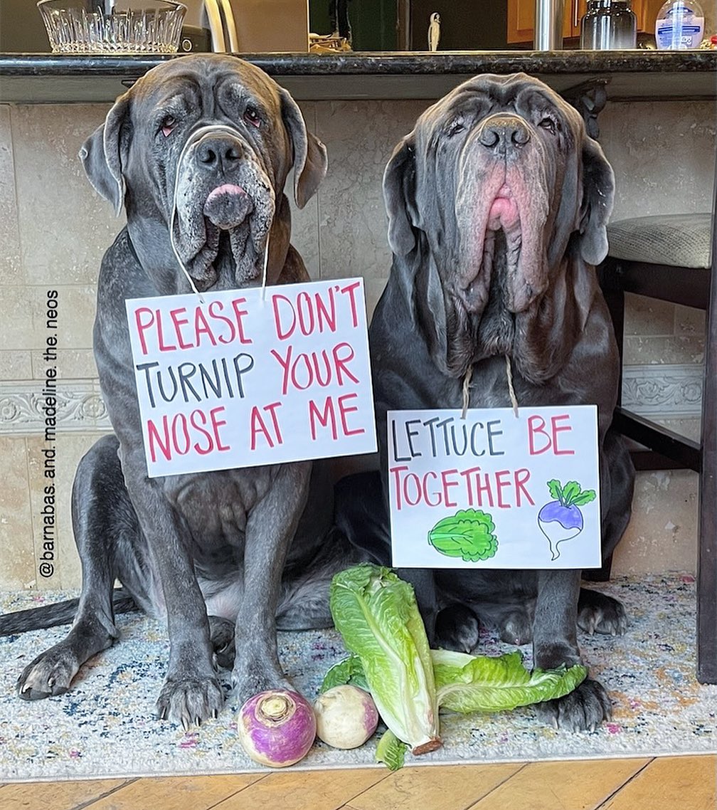 dogs with vegetables on sings