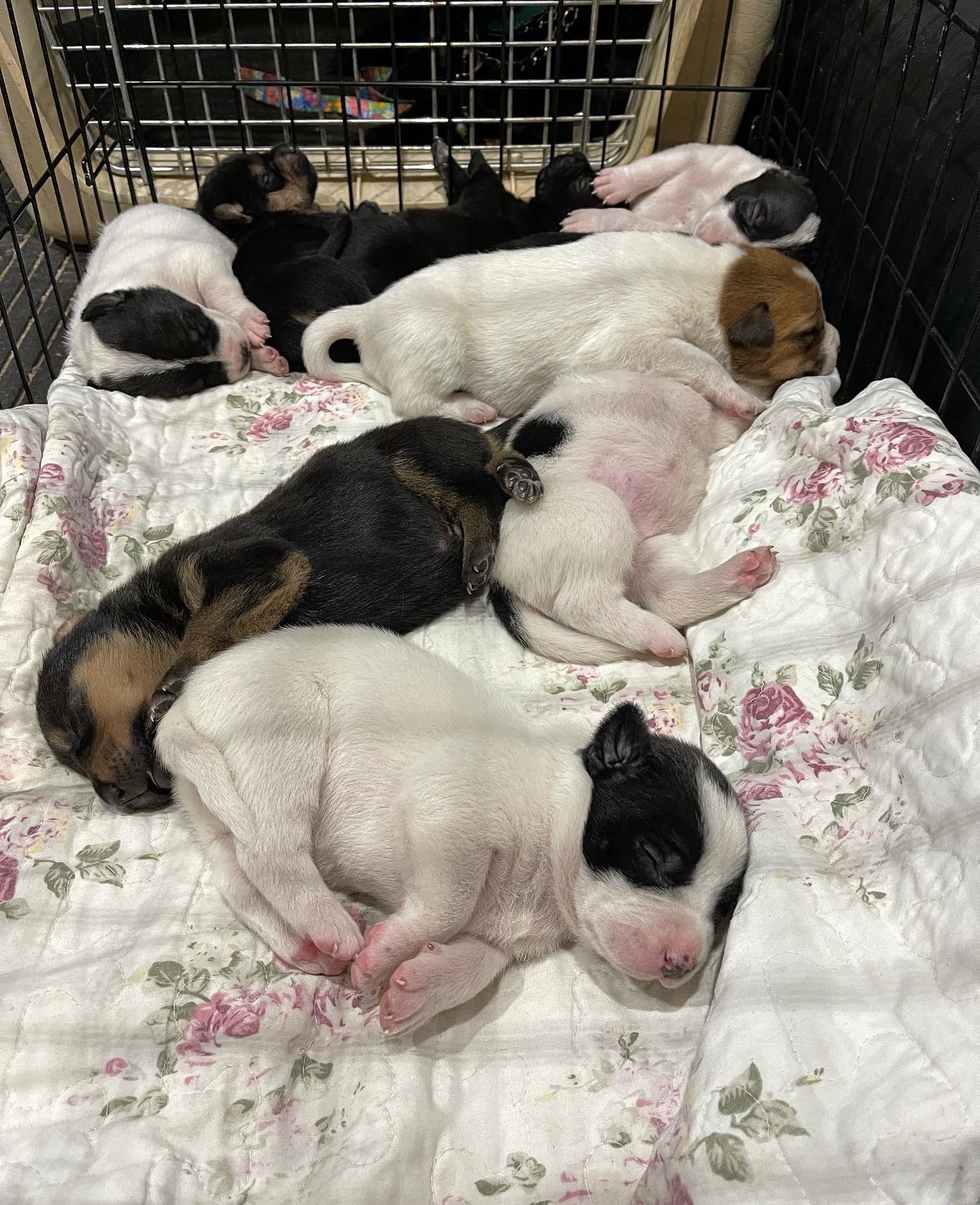 few puppies sleeping