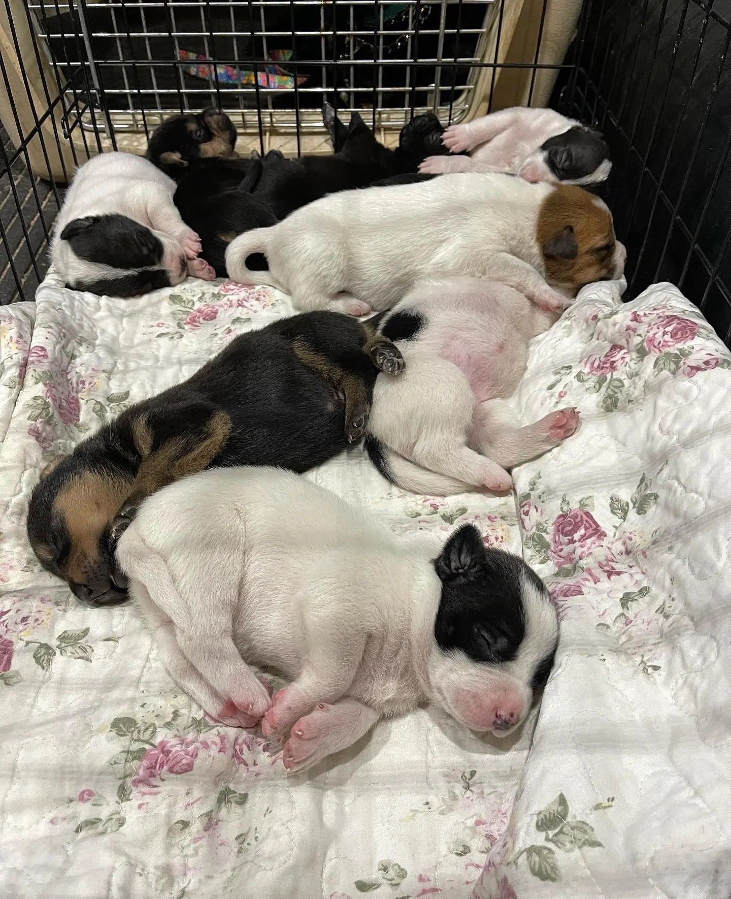 pocos cachorros durmiendo