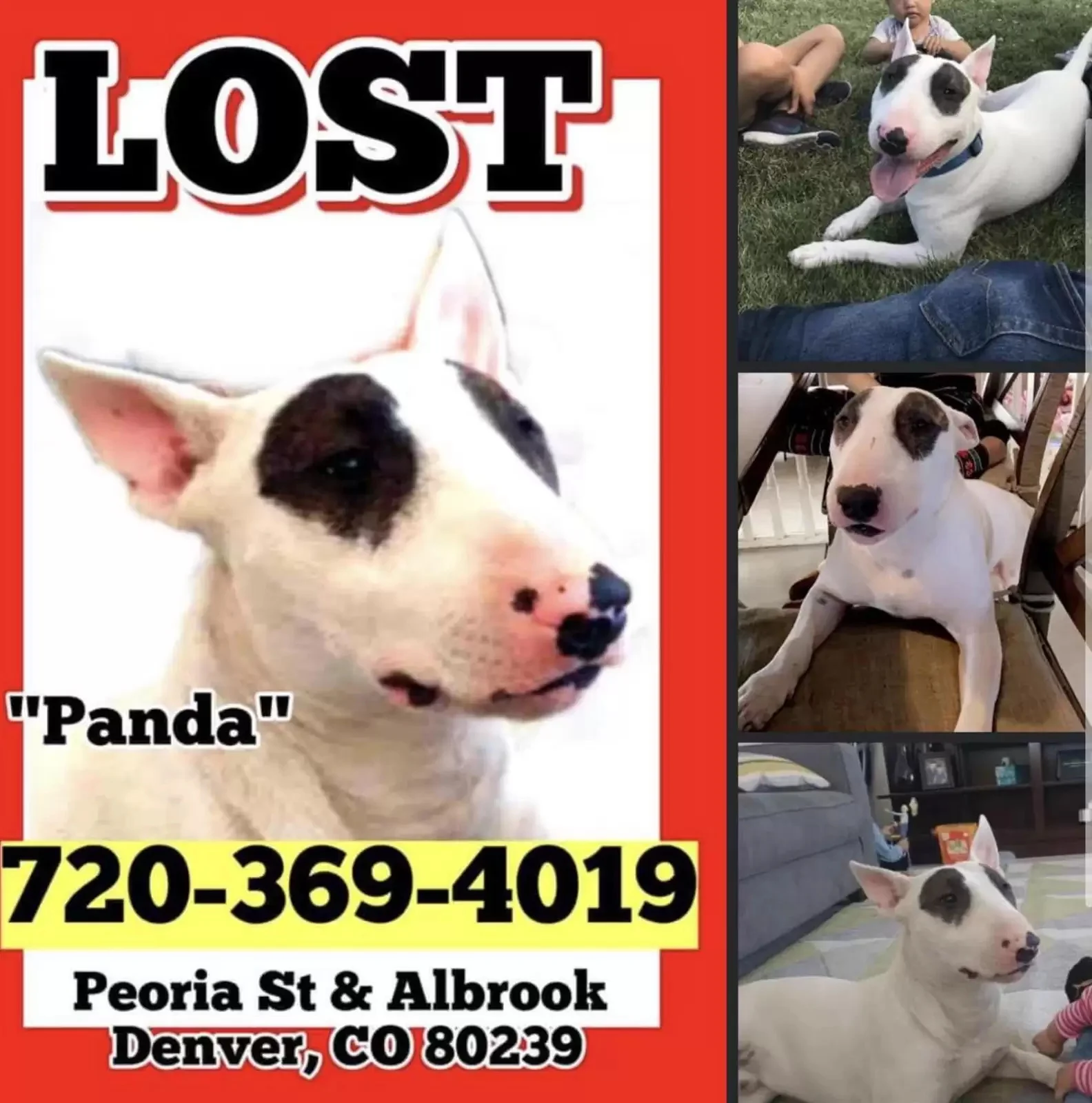 flyer for a missing dog named panda