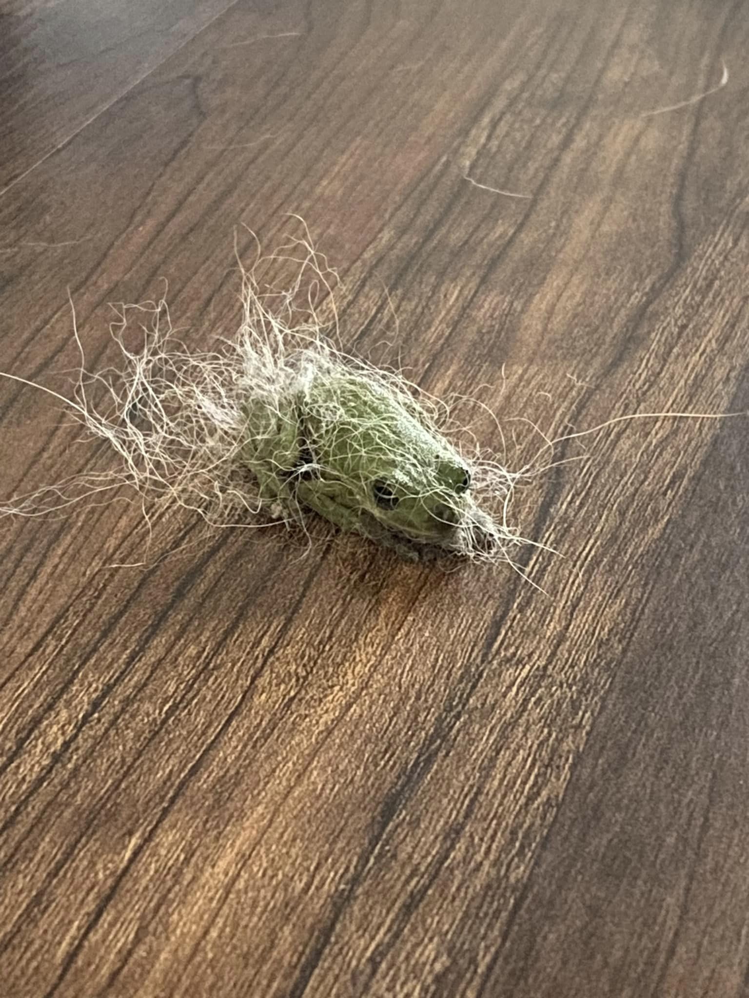 frog in a dogs fur