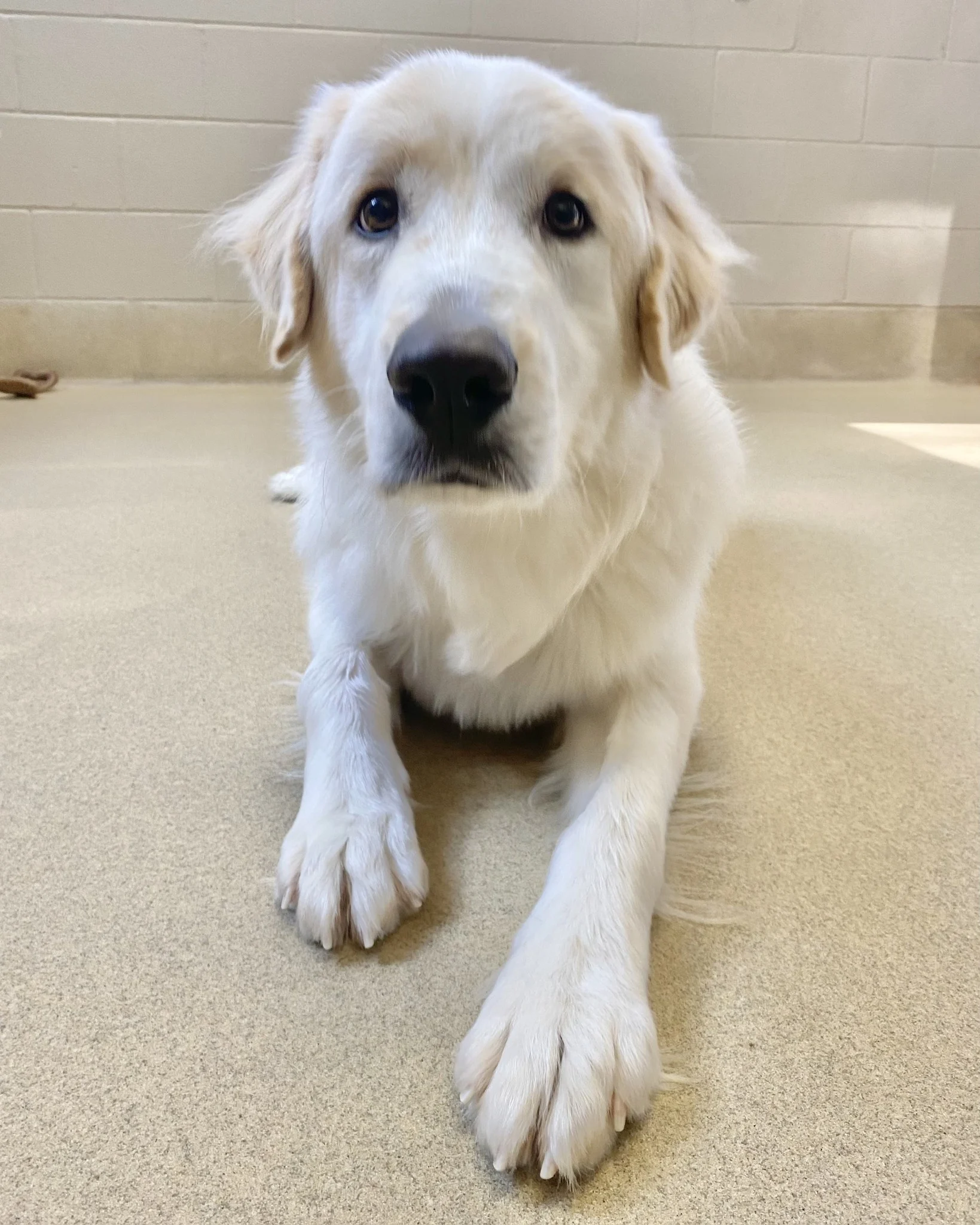 golden retriever lying