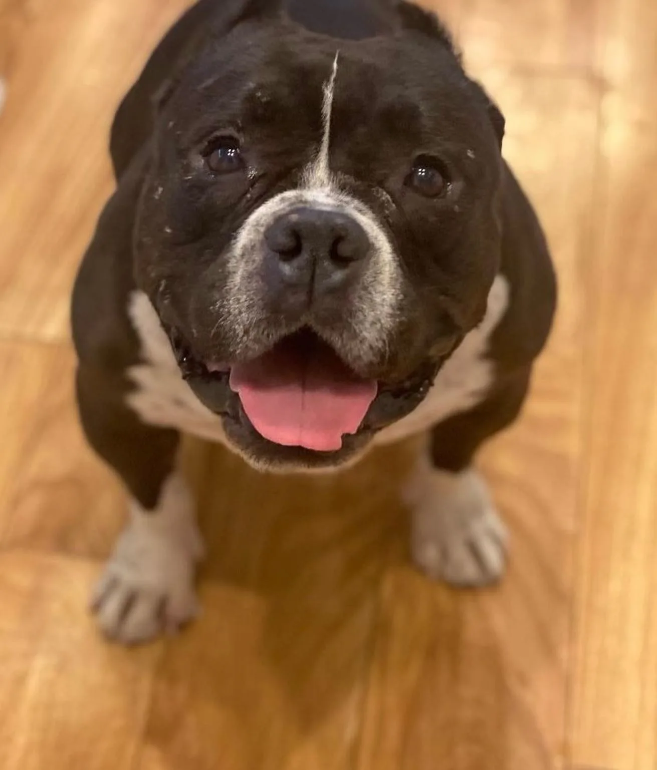 perro feliz posando