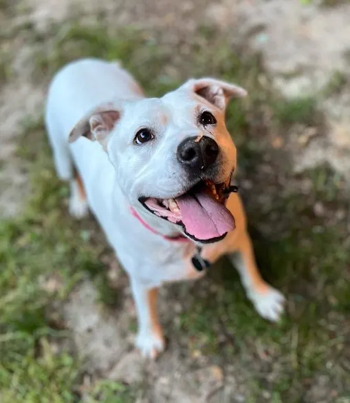 perro feliz