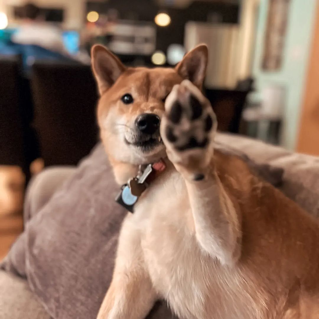 shiba inu dog giving high five 