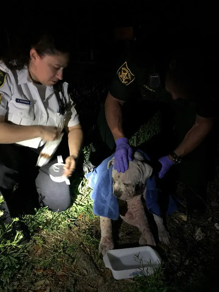 injured dog and police