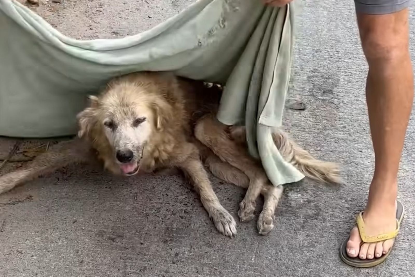 injured dog laying