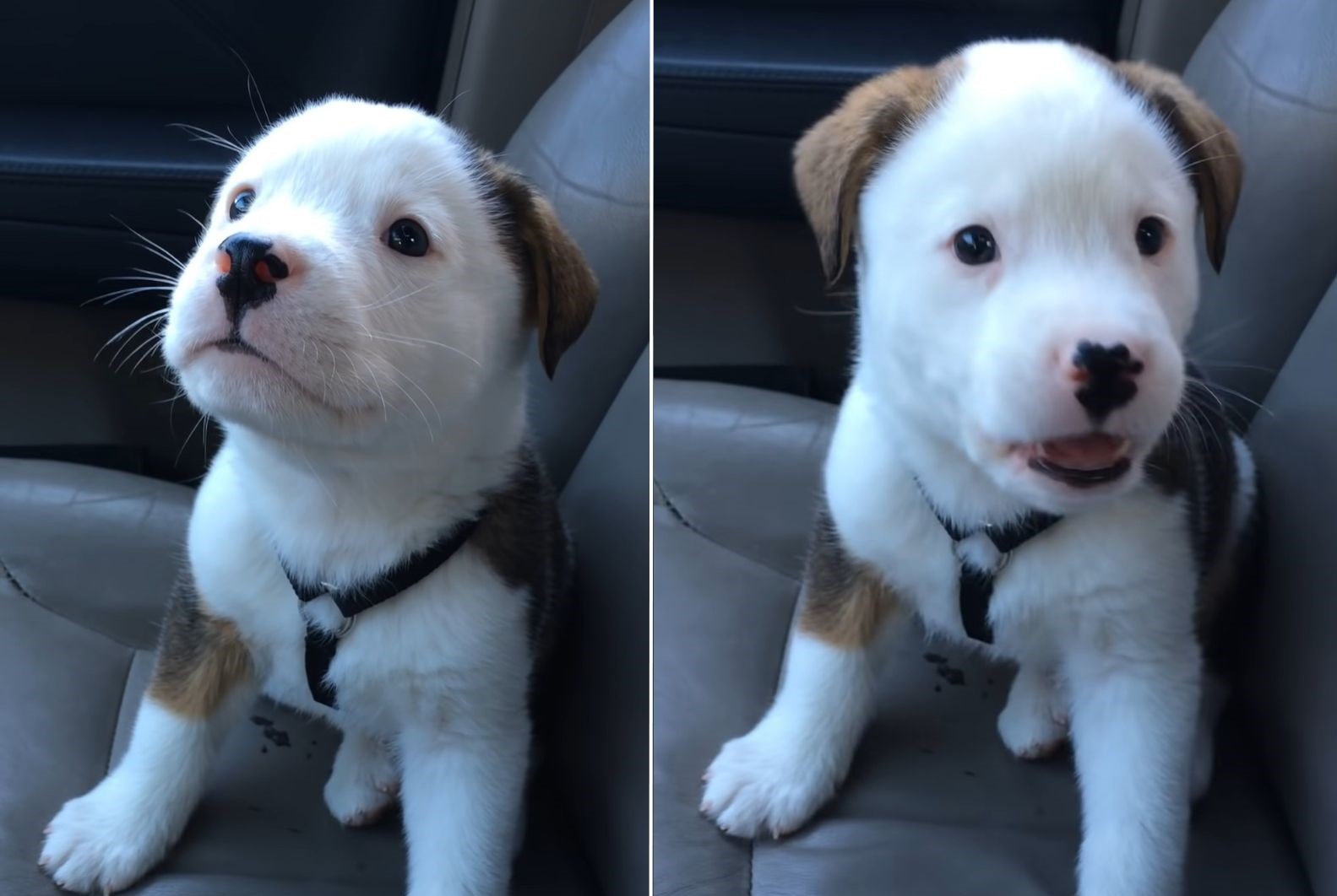 interesting puppy on a seat