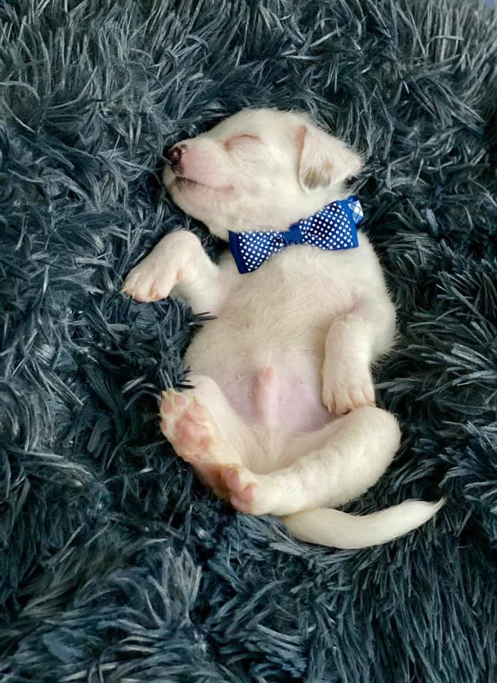 jackson the tiny puppy sleeping with a blue bowtie