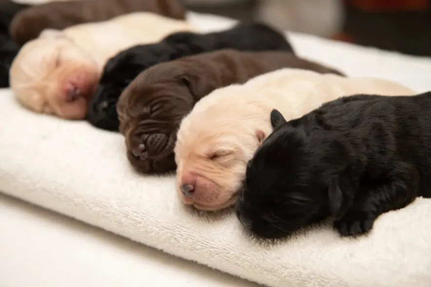 labrador puppies sleep on a white towel