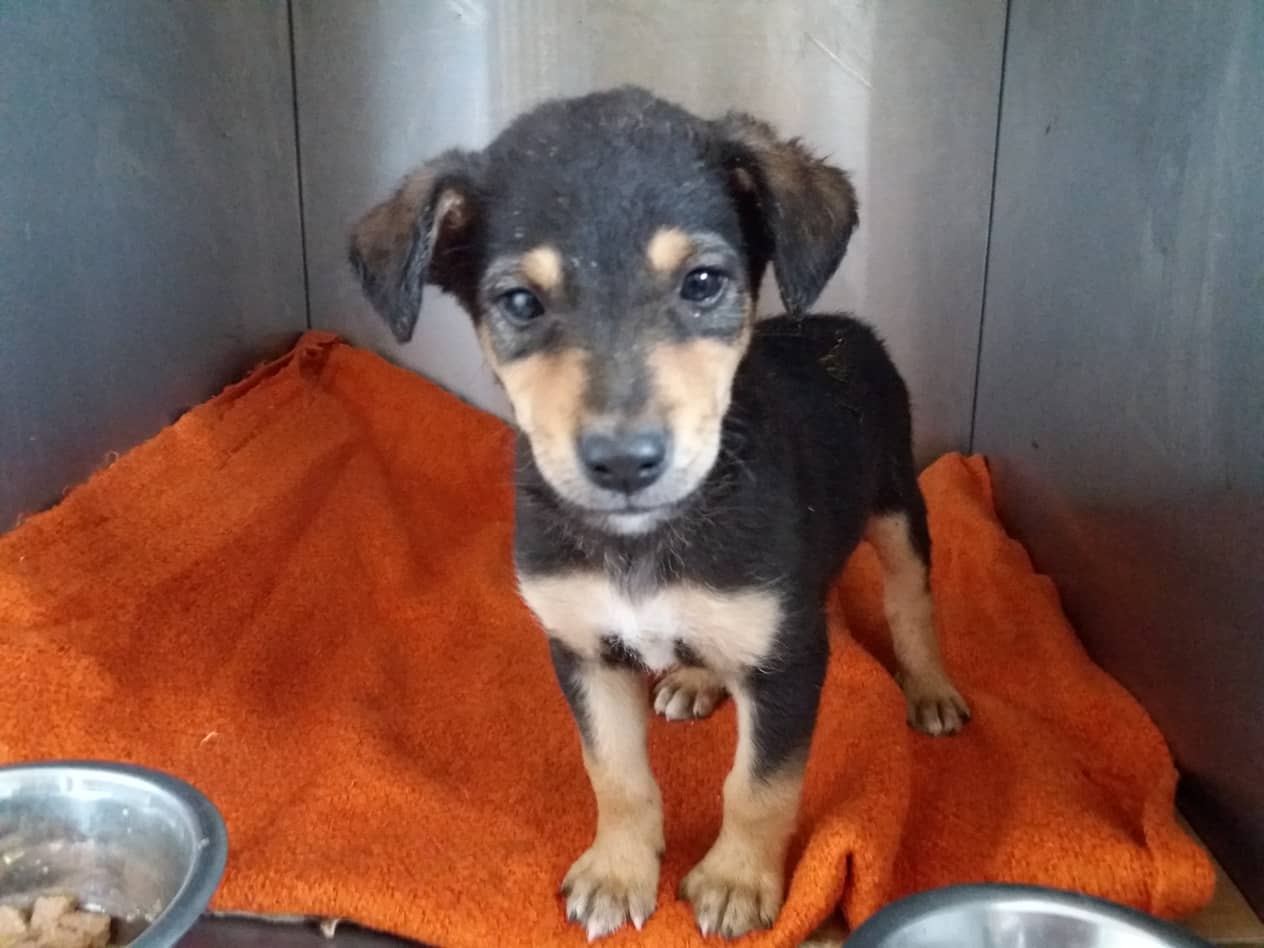 little puppy standing on an orange blanket 